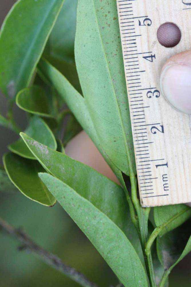              Unifoliolate leaf (Riverside, CA)       